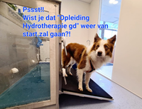 Kan een afbeelding zijn van hond en de tekst 'Pssst!! Wist je dat "Opleiding Hydrotherapie gd" weer van start zal gaan?!'